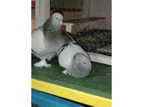 Hazr oyun kuşları bulunur
