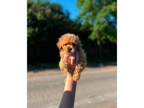 Neşeli toy poodle köpeklerimiz
