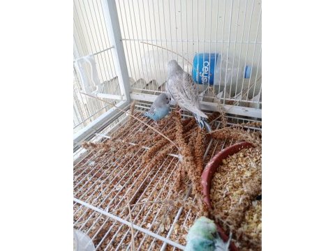 Jumbo şov muhabbet kuşu yavrular