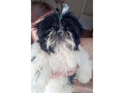A kalite şecereli shih tzu yavruları