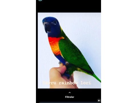 Rainbow lori papağanı