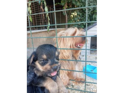 2 aylık anne yorkie baba morkie 3-4 kilo ancak olacak
