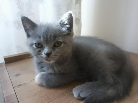 2 aylık scottish & british shorthair sahiplendirme