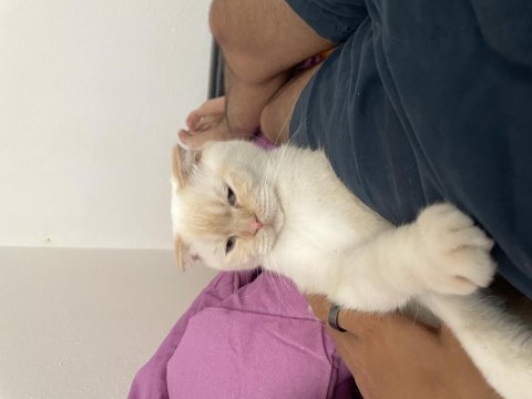 Blue point 7 aylık erkek