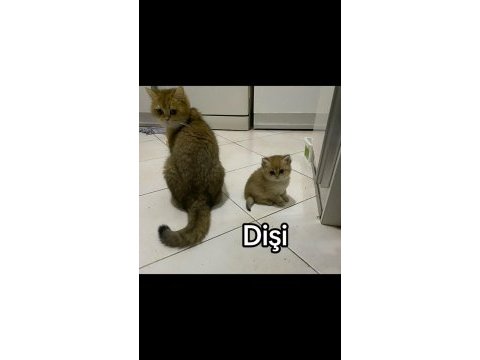 A+ kalite dünyalar güzeli british shorthair yavrular