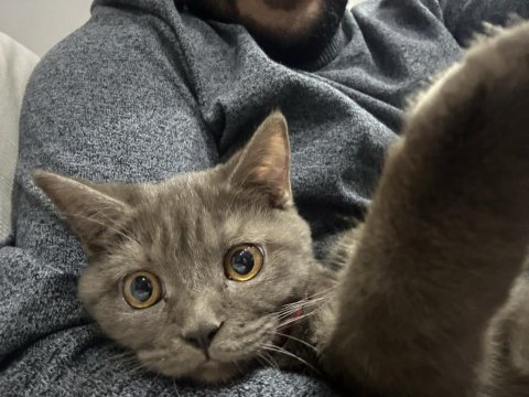 Çok uysal çok akıllı british shorthair