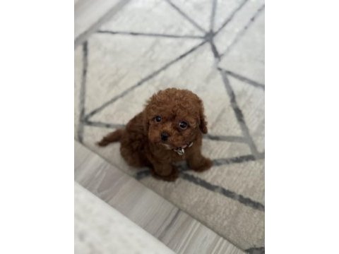 Toy poodle 3 aylık dişi