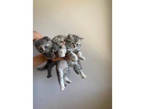 3 adet yavru scottish fold ücretsiz