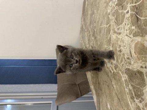4 adet 50 günlük british shorthair sahiplendirilecektir