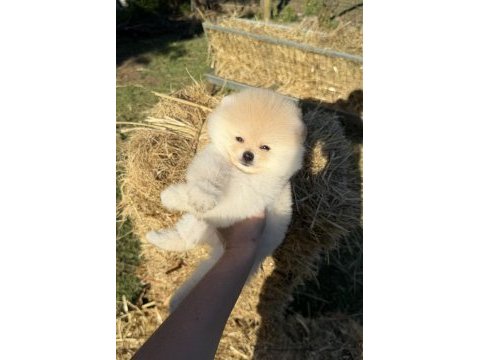 Ayıcık kafa pomeranian boo teddy face