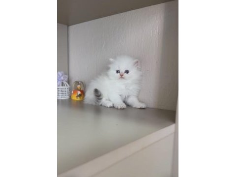 Pamuk şeker tadında sevgi yumağı bir kız kedimiz