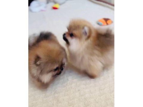 Pomeranian yavrular