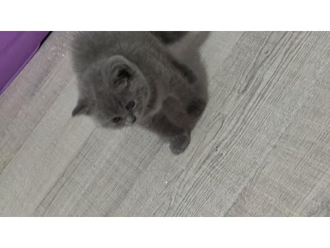 Anne ve 3 adet british shorthair yavru
