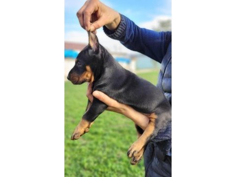 Doberman yavrularımız ırk garantilidir