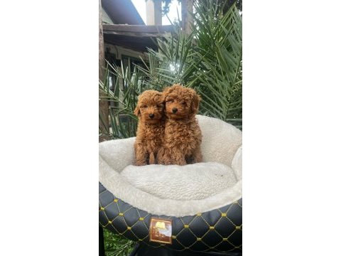 Toy poodle yavru köpeklerimiz