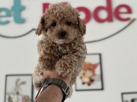 Petmode köpek çiftliğinden kore maltipoo