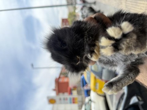 Birbirinden güzel yavru cüce tavşanlar