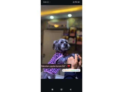 Köpeğimizi sahiplendirme