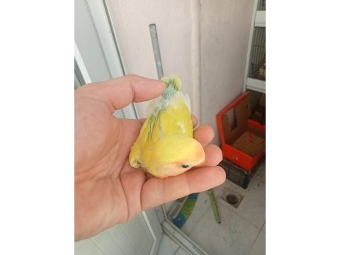 Sevda yavrular ısırması yok elinize alabilirsiniz