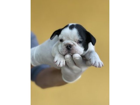 Irk garantili fransız bulldog yavrularımız