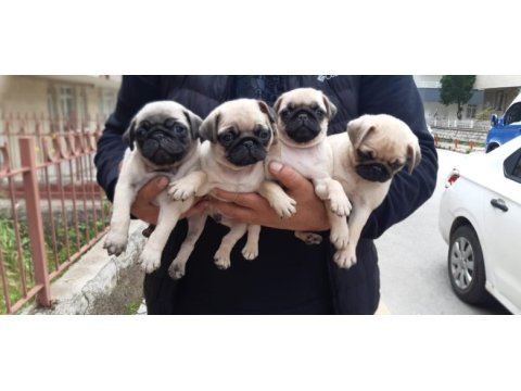 Orijinal pug bebekler