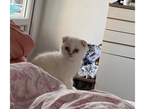 Scottish fold kedisi