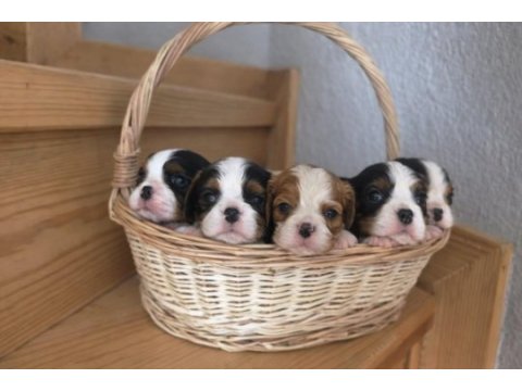 Muhteşem cavalier king charles bebekler tricolor bleinheim
