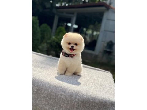 Sağlık ve ırk garantili pomeranian