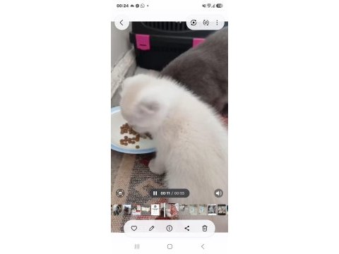 Kedilerimiz 2 aylık ve annesine yuva arıyoruz