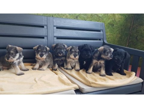 Minyatür schnauzer şecereli çipli