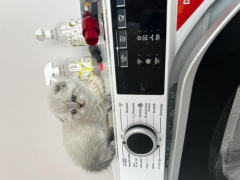 Scottish fold blue point yavrularım