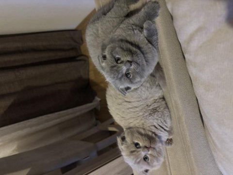 3 tane scottish fold kedimiz biri gri ikisi blue