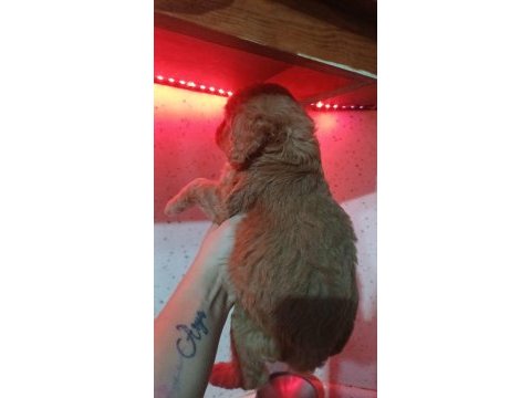 Maltipoo yavrusu