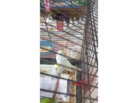 Yavru reninbo ve yumurtalı takımlar