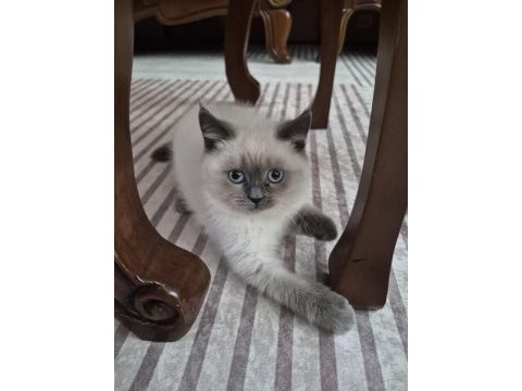 British shorthair bluepoint yavru