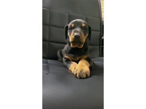 A kalite doberman bebekler