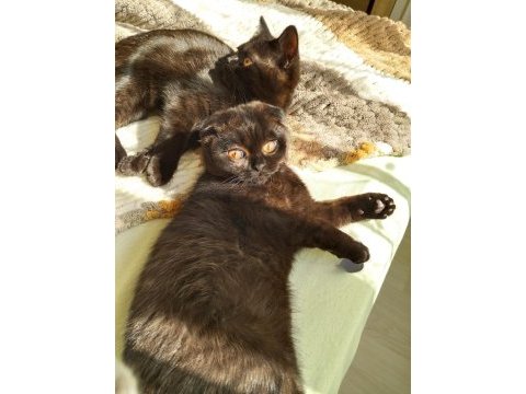 Scottish fold ve ragdoll kırması yavru