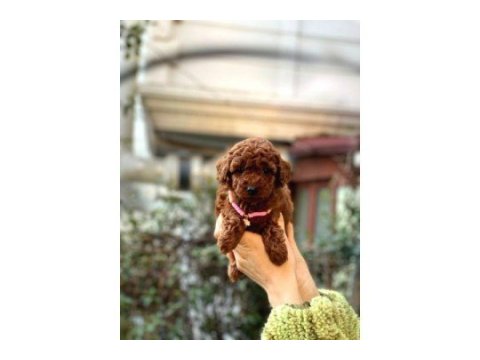 Orijinal toy poodle bebeklerim