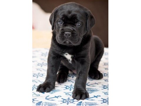 Xxl cane corso yavrular teslime hazır