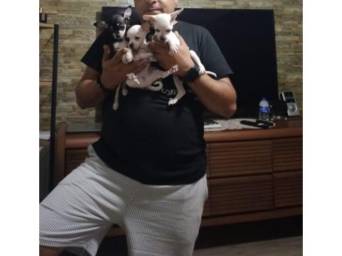 Yeni şivava yuvalarını arıyor
