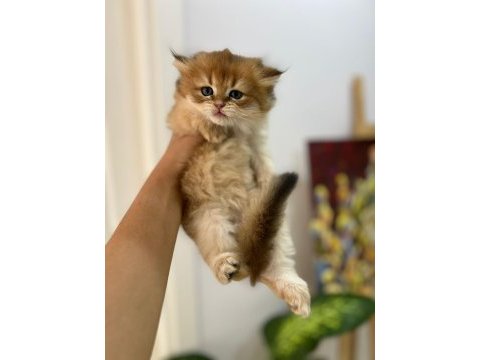 Tarifsiz güzellikte 2 scottish fold / straight yavru