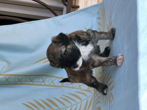 2 aylık maltese terrier