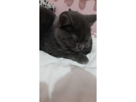 British shorthair cinsi yavru kediler