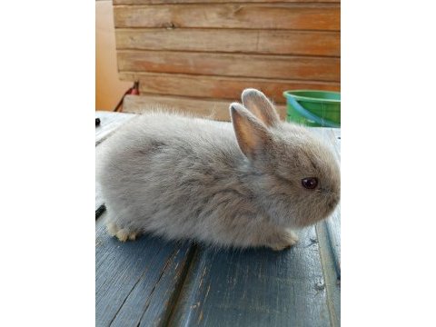 Netherland dwarf hollanda cücesi tavşan
