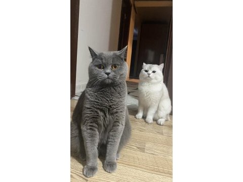 Safkan british shorthair black golden yavru kediler