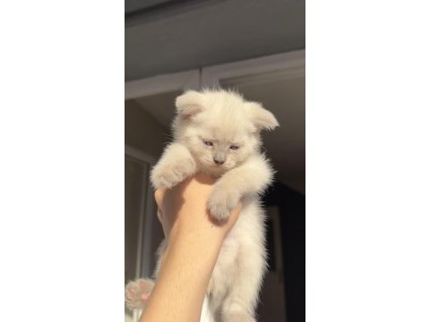 Dünyalar tatlısı çok sevecen scottish fold cinsi kedimiz