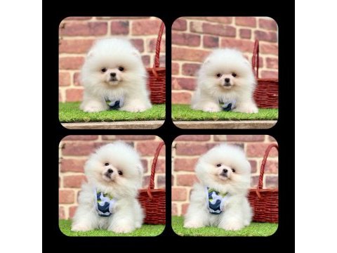 Irkının en güzelleri pomeranian