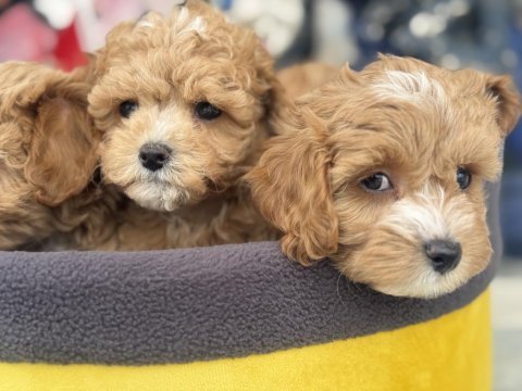 Petmode köpek çiftliğinden tea cup maltipoo