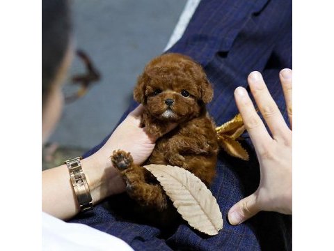 A kalite toy poodle bebeklerim istanbulda