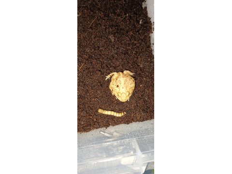Strawberry pacman frog
